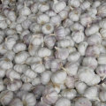 Nouvelle cueillette Fresh Chinese Normal White Garlic